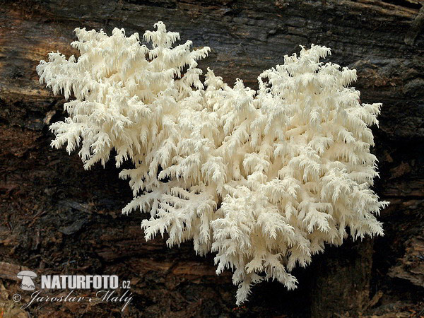 산호침버섯