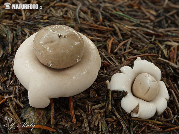 테두리방귀버섯