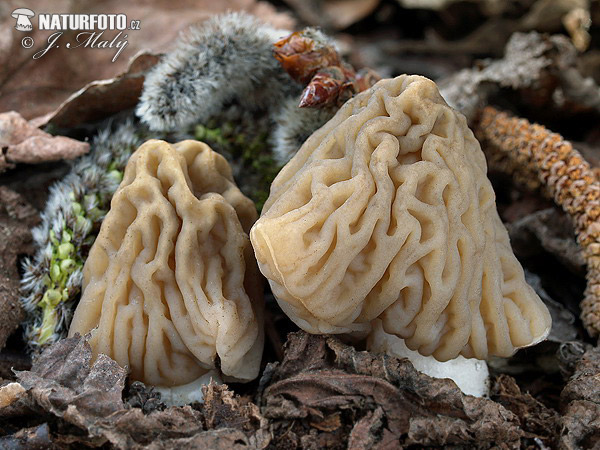 �eška smrčkovica