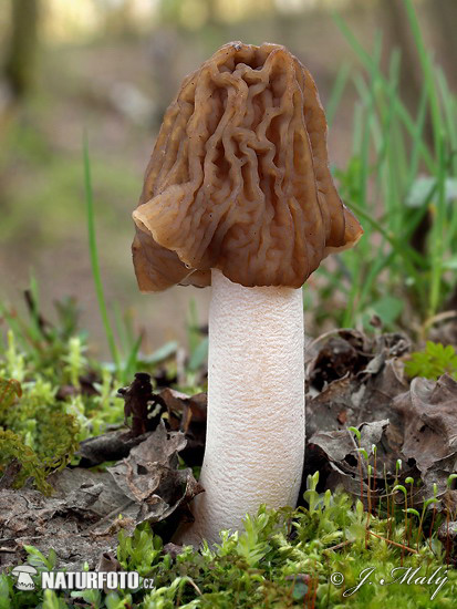 �eška smrčkovica