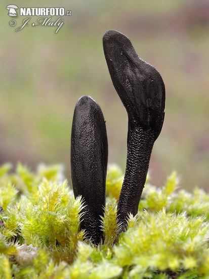 ��蔽地舌菌原变种