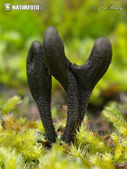 ��蔽地舌菌原变种