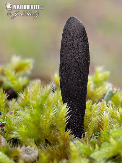 ��蔽地舌菌原变种