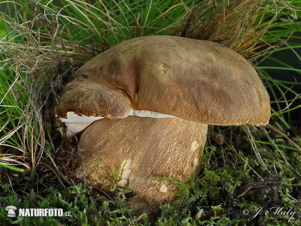 белый гриб дубовый