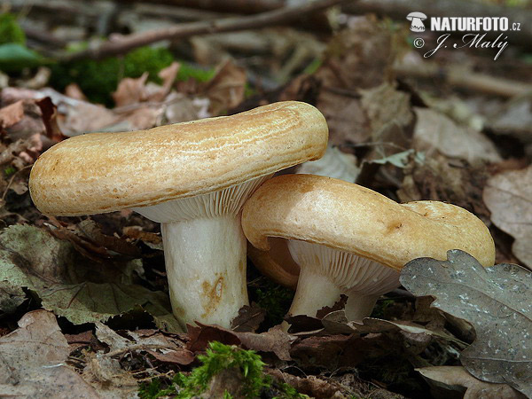 Груздь дубовый