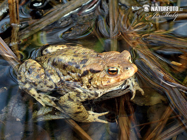 Кафява крастава жаба