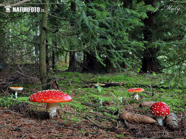 мухомор червоний