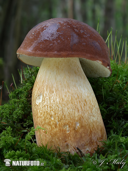 польский гриб