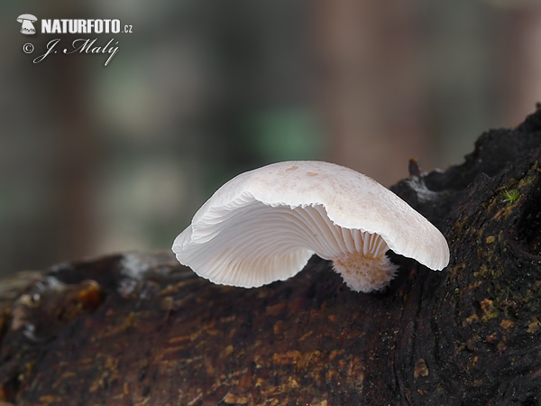 �анеллюс нежный