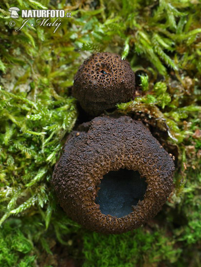 �улгария пачкающая