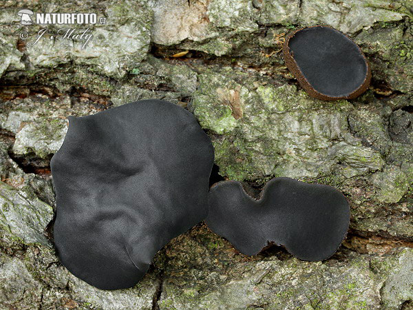 �улгария пачкающая