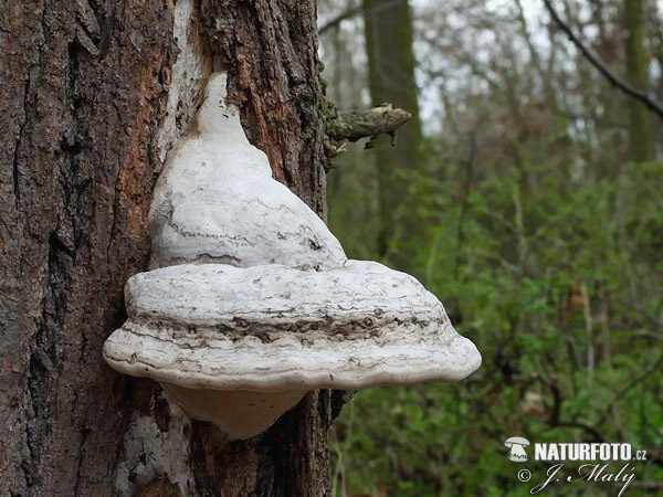 трутовик справжній