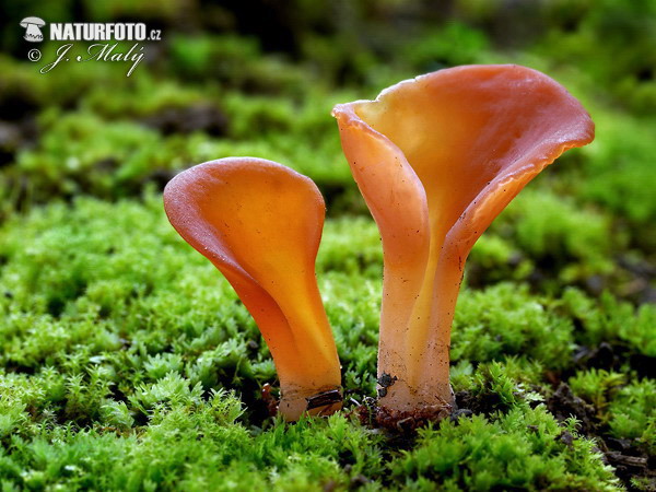 �рожалка сморчковая