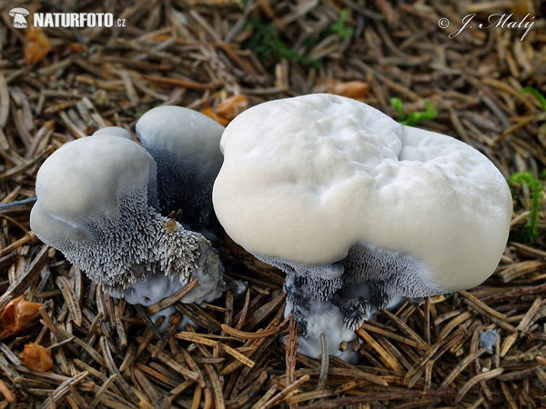 �иднеллум пахучий