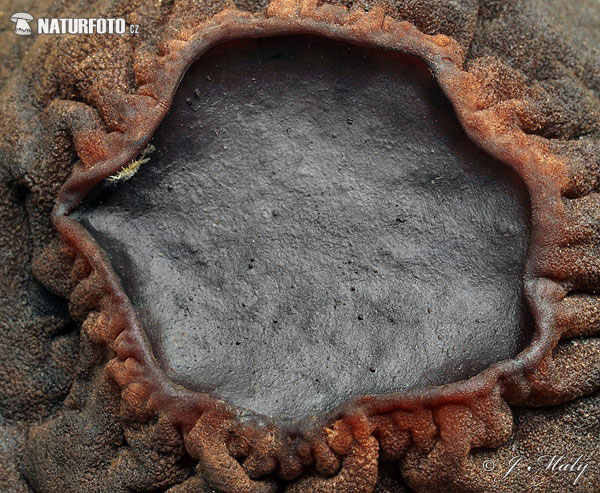 саркосома шаровидная