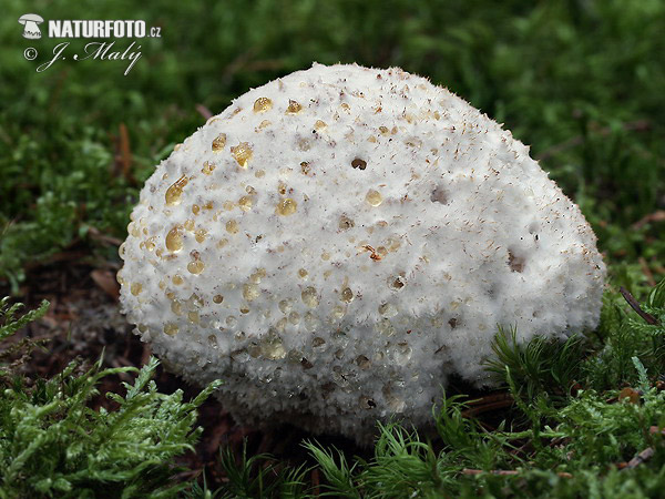 �лигопорус пухлобрюхий