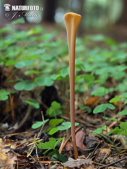 �акротуфила дудковидная