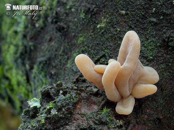 �акротуфила дудковидная var. contorta