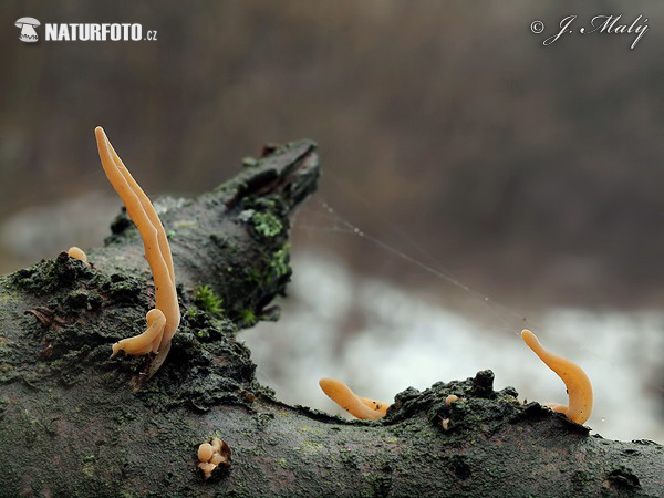 �акротуфила дудковидная var. contorta