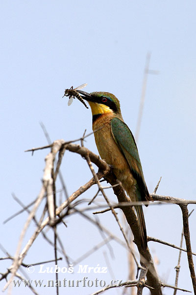 نکا مکھی-کھانا