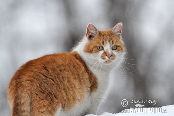 Кот свойскі