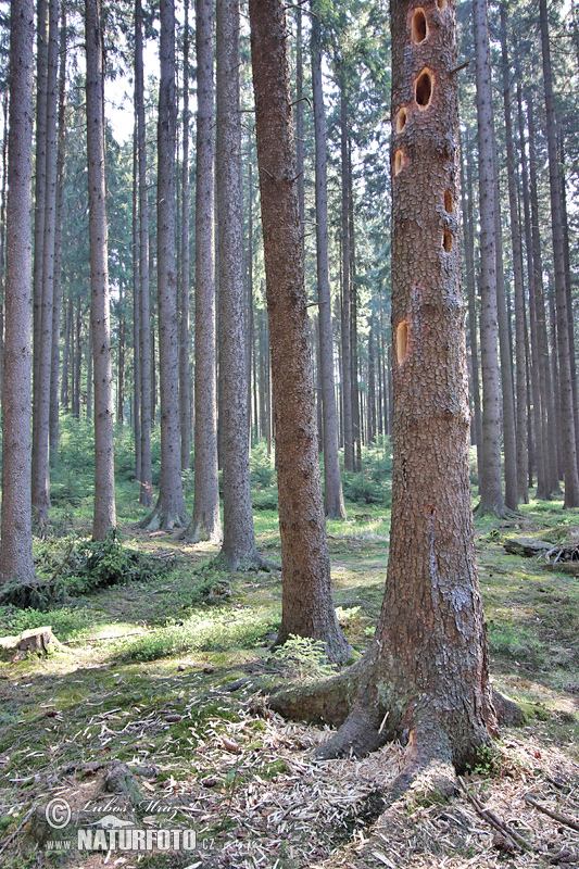 Црн клукајдрвец