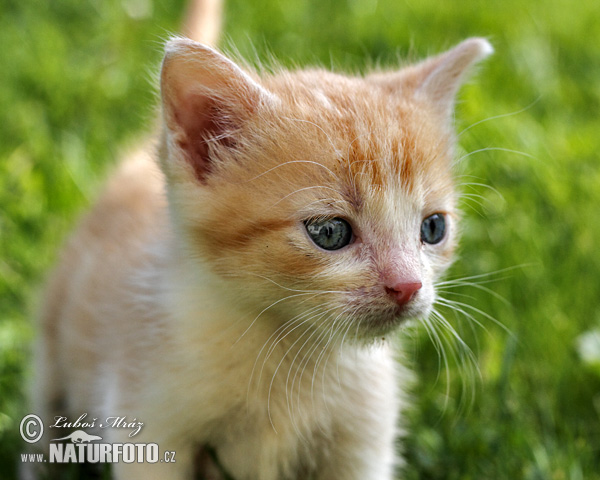 Кот свойскі