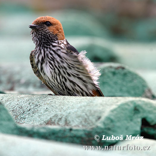 Abisena hirundo