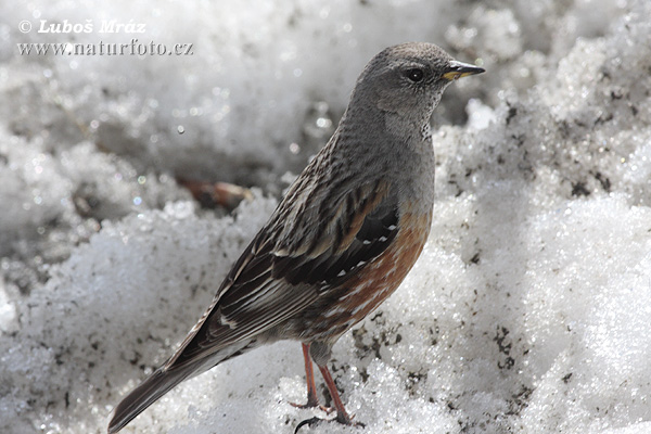 Accenteur alpin