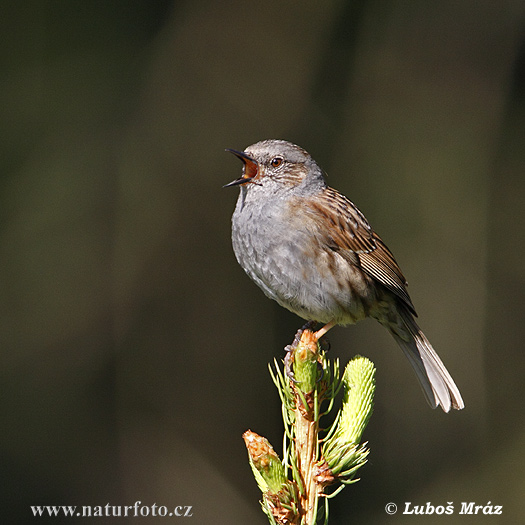 Accenteur mouchet