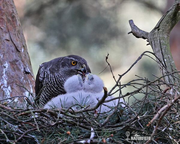 Accipiter gentilis