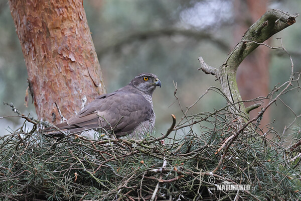 Accipiter gentilis