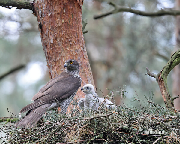 Accipiter gentilis