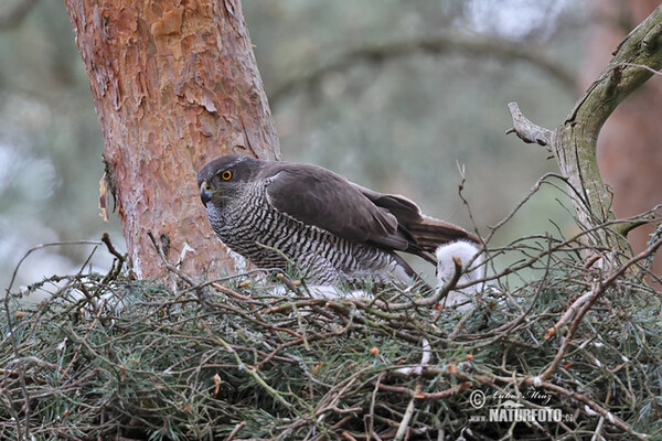 Accipiter gentilis