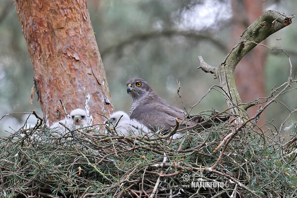 Accipiter gentilis