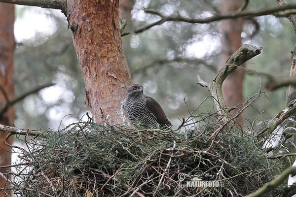 Accipiter gentilis