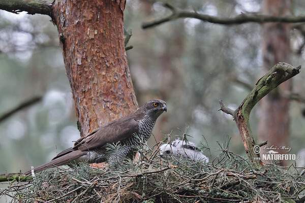 Accipiter gentilis