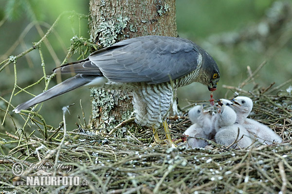 Accipiter nisus