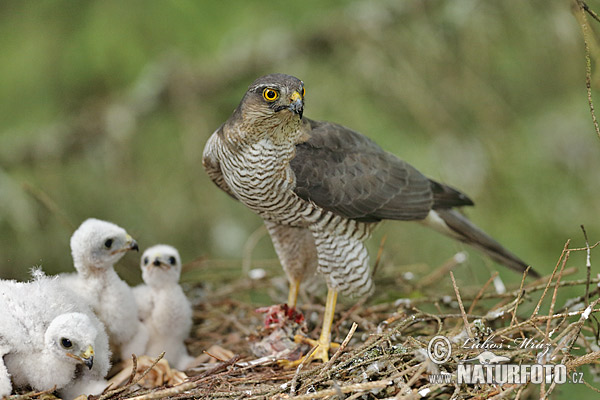 Accipiter nisus