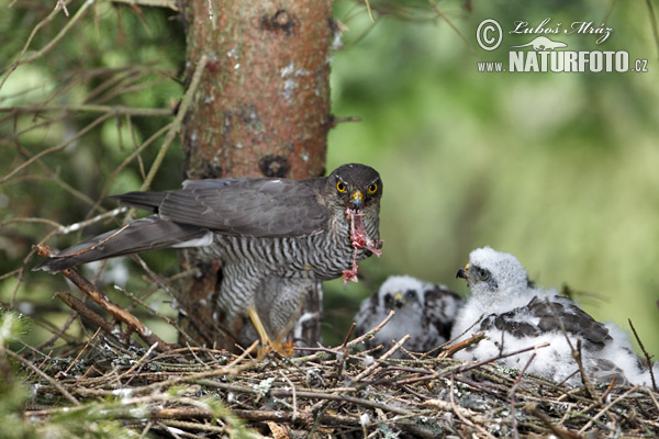 Accipiter nisus