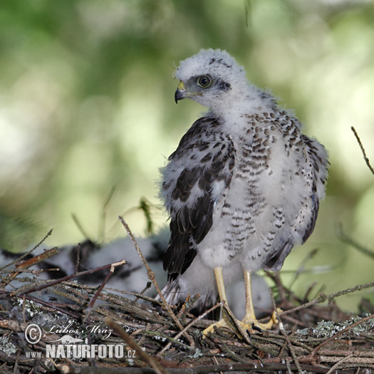 Accipiter nisus