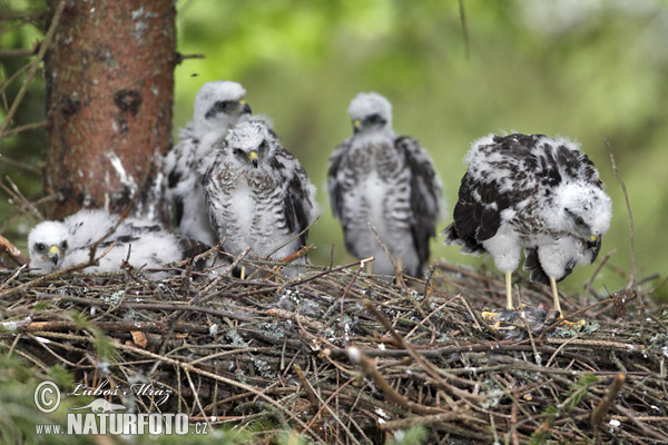 Accipiter nisus