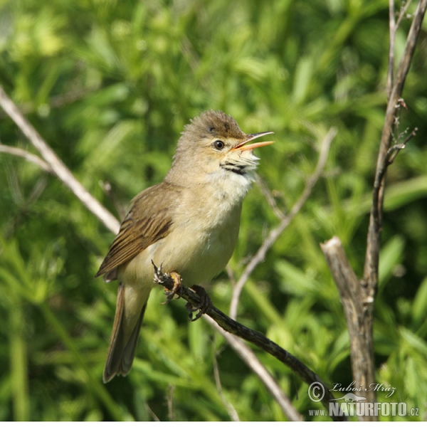 Acrocephalus palustris