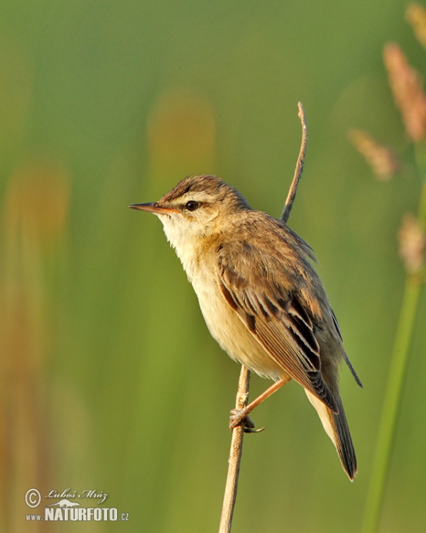 Acrocephalus schoenobaenus