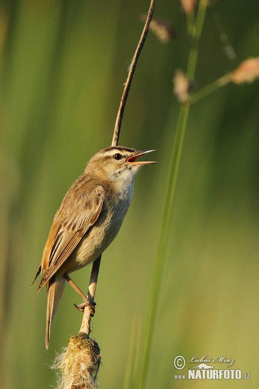 Acrocephalus schoenobaenus