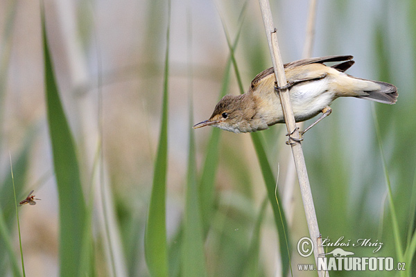 Acrocephalus scirpaceus