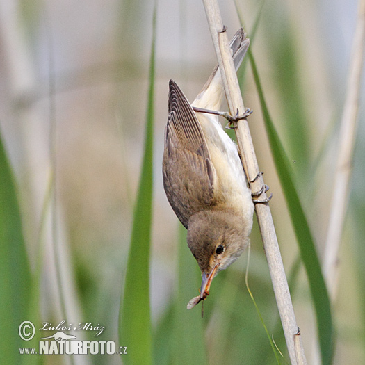 Acrocephalus scirpaceus