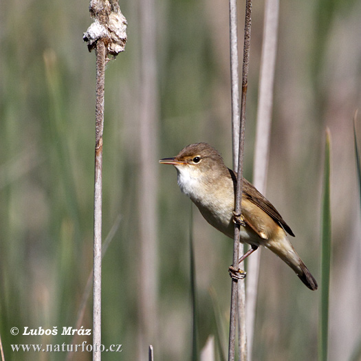 Acrocephalus scirpaceus