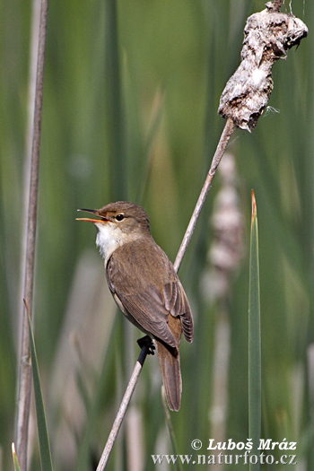 Acrocephalus scirpaceus