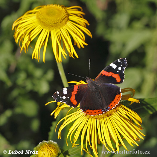 Admiral-papilio